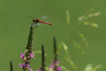 Red dragonfly on flower