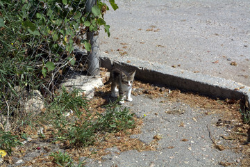 маленький котик