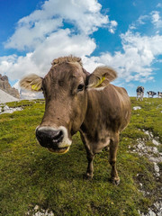 Close up view of alpine cow on Tre Cime di Lavaredo(Drei Zinnen) walking trail in Dolomites,Italy.Wildlife or animals concept.Natural mountain background, summer. Popular tourist attraction in Alps 