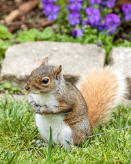 Squirrel 