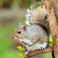 Squirrel 