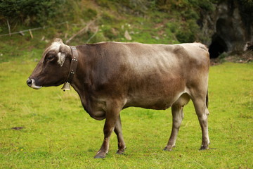 Naklejka na ściany i meble Brown alpine cow in field