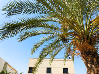 House with palm in the center of Rishon Le Zion, Israel