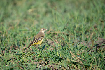 Sarı kuyruksallayan » Western Yellow Wagtail » Motacilla flava