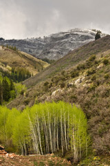 Aspen grove with bright green spring growth, and a dusting of snow