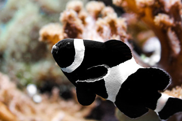 Black clownfish on a aquarium - obrazy, fototapety, plakaty