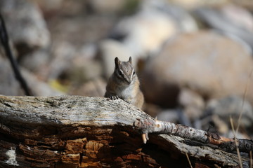 Obraz premium ground squirrel