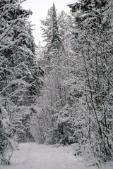 trail in the winter forest