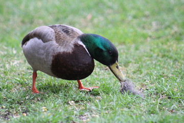 Mallard duck