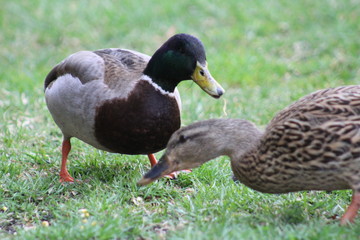 Mallard duck pair