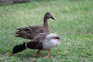 Mallard duck