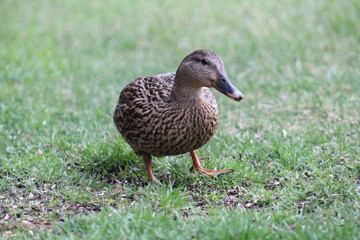 Female mallard duck
