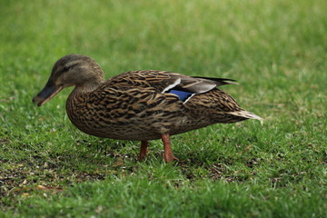 Female mallard duck