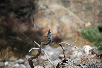 stellar jay