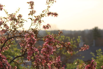 Sunrise with flowers