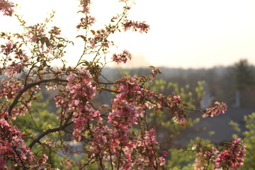 Sunrise with flowers