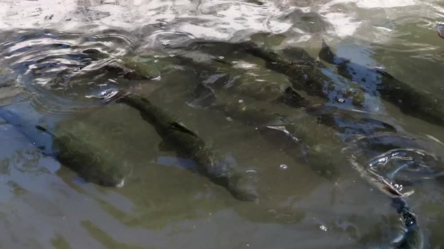 Freshwater fish floating in a water