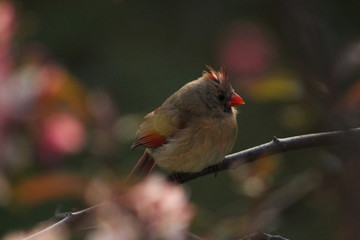 Cardinal