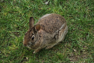 Rabbit