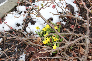 Bl&uuml;ten im Schnee