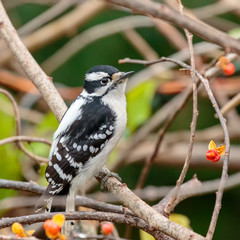 Downy woodpecker