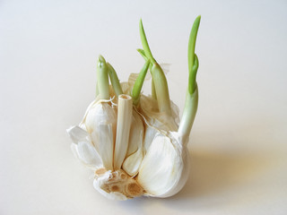 The garlic cloves with sprouts shoots on white background.