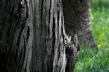 Obraz premium squirrel on tree