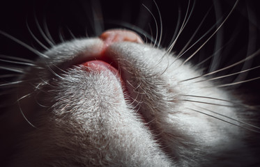 Cute cat's mouth, chin and whiskers from beneath. Macro shoot.