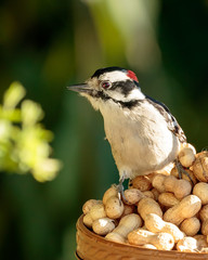 Downy woodpecker