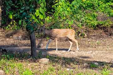 Chital or cheetal (Axis axis), also known as spotted deer or axis deer female on the road in Jim Corbett National Park, India