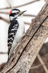 Downy woodpecker