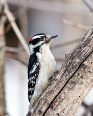 Downy woodpecker