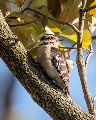Downy woodpecker