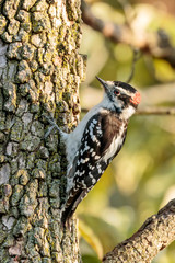 Downy woodpecker