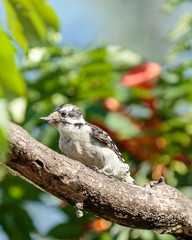 Downy woodpecker