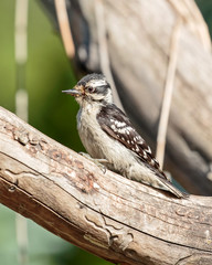 Downy woodpecker