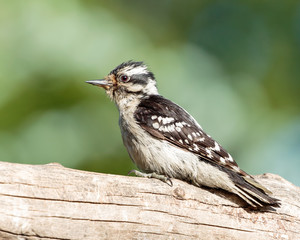 Downy woodpecker