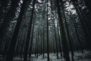 Obraz premium Moody Forest