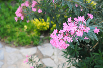 Beautiful flowers. Palm trees. Patio. Summer. The sun  