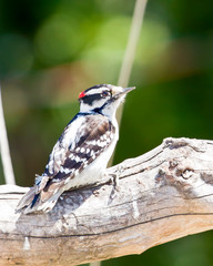Downy woodpecker