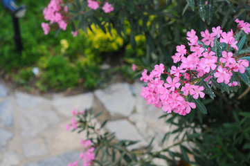 Beautiful flowers. Palm trees. Patio. Summer. The sun  