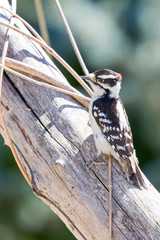 Downy woodpecker