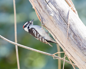 Downy woodpecker