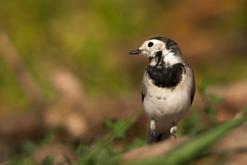 Portrait of Wagtails sitting on the ground and looking at the camera. The background is beautifully blurred.
