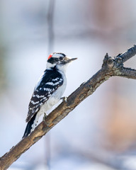 Downy woodpecker