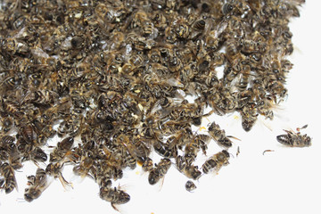 Dead bees in the apiary