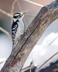 Downy woodpecker