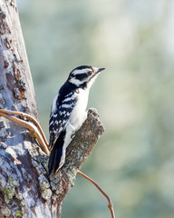 Downy woodpecker