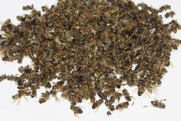 Dead bees in the apiary