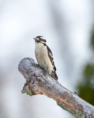 Downy woodpecker